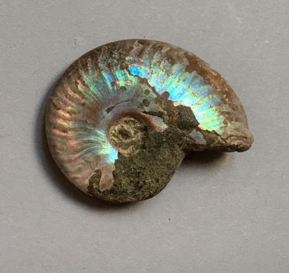 null Ammonite opalisée.

Coquille transformée en opale.Crétacé .Albien,env 100 millions...