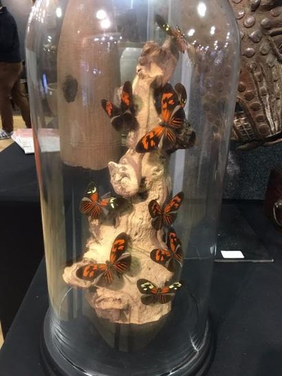 null Composition de papillons 

Monté sous cloche de verre 

Haut. : 40 cm