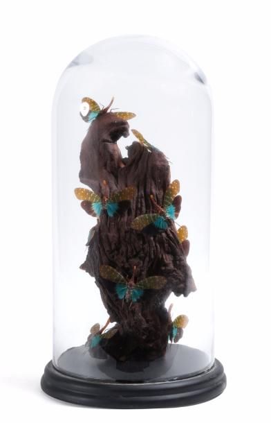 null Composition de papillons
Monté sous cloche de verre
Haut.: 40 cm