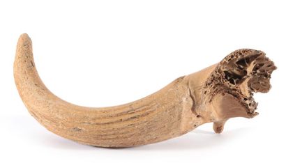 Ère jurassique 
Corne fossilisée
Long.: 55 cm