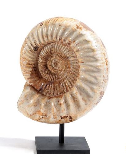 null Ammonite
Crème et marron sur socle en acier
Pleine et entière
20 x 25 cm