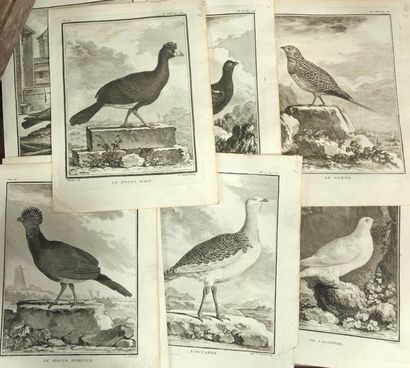 Lot de huit gravures d’oiseaux de Buffon