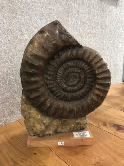 null Belle ammonite Arietites sp sur gangue. L:env 28cm
Jurassique.
