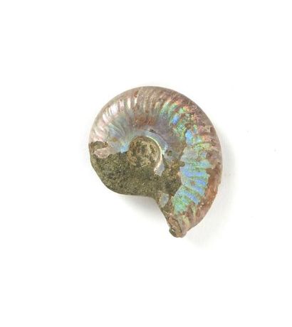 null Ammonite opalisée en surface résultat de la pseudomorphose partielle par la...