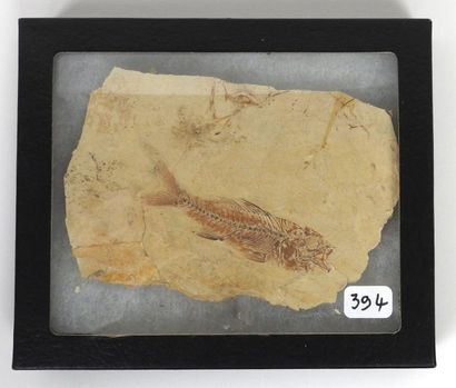 null Poisson fossile Dapalis macrurus sur plaque calcaire.
Oligocène env 40 millions...