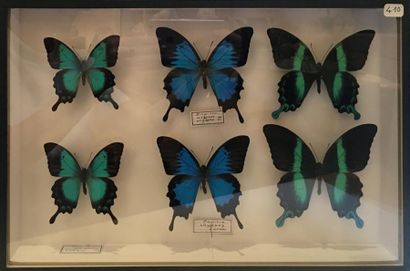 null Papilio ulysses, blumei et lorquinianus.