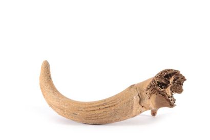 null E?re jurassique

Corne fossilise?e

Long. : 55 cm