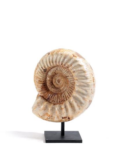 null Ammonite

Cre?me et marron sur socle en acier Pleine et entie?re

20 x 25 c...