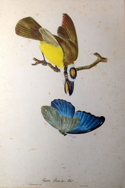 null «Oiseaux et papillons»
Lithographies par Cailler. 42 x 29 cm.