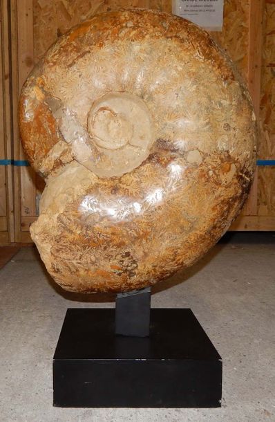 null Ammonite persillée
Madagascar
Poids 92 kg
Socle tournant