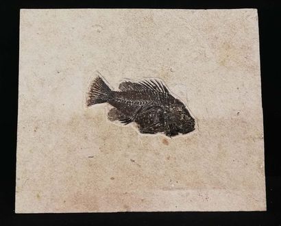 null Plaque fossile d'un poisson «Priscarara»
USA, Wyoming
30 x 25 cm