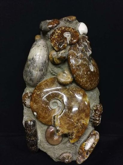 null Composition d'ammonites
Polies sur bloc
H 35 cm