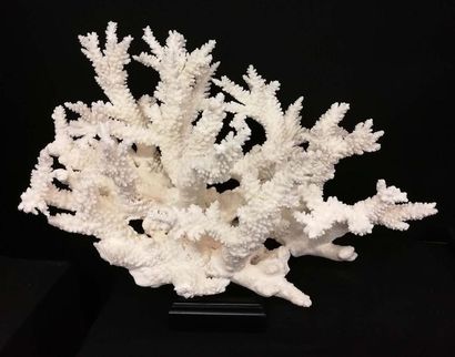 null Branch Coral, Acropora florida IT/IM/2012/MCE/06127, Île Salomon
H 55, L 70,...
