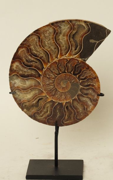 Ammonite sciée Madagascar
Tranche d'ammonite sur socle acier

Ère jurassique

Madagascar

H...