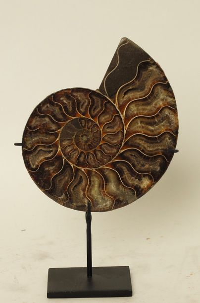 Ammonite sciée