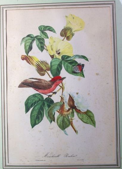 null «Oiseaux et papillons» Lithographies par Cailler. 42 x 29 cm + «Au vert Galant»...