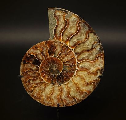 MADAGASCAR Ammonite tranchée avec présence de cristaux intérieurs

Ere jurassique,...