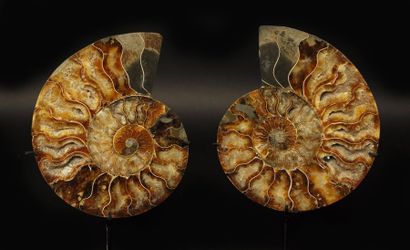 MADAGASCAR Paire d'ammonites tranchées

Madagascar, ère jurassique

H 15 x L 142...