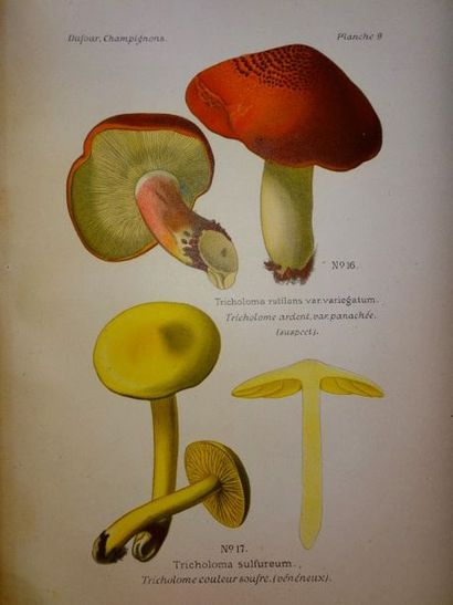 null DUFOUR, L. Atlas des Champignons comestibles et nénéneux. Paris, P. Klincksieck,...