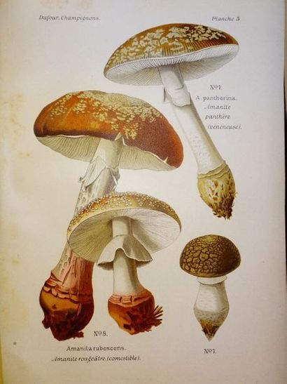 null DUFOUR, L. Atlas des Champignons comestibles et nénéneux. Paris, P. Klincksieck,...