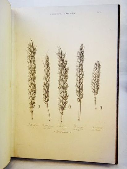 null HEUZE, Gustave. Les Plantes Alimentaires. Avec Atlas. Paris, Librairie Agricole,...