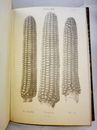 null HEUZE, Gustave. Les Plantes Alimentaires. Avec Atlas. Paris, Librairie Agricole,...