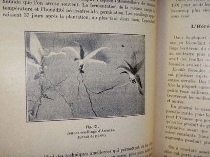 null KOPP, A. Les Ananas. Culture - Utilisation. Paris, Paul Chevalier, 1929. In-4...