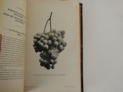 null SEMICHON, Lucien. Traité des Maladies des Vins. Description- Étude- Traitement.

Montpellier,...