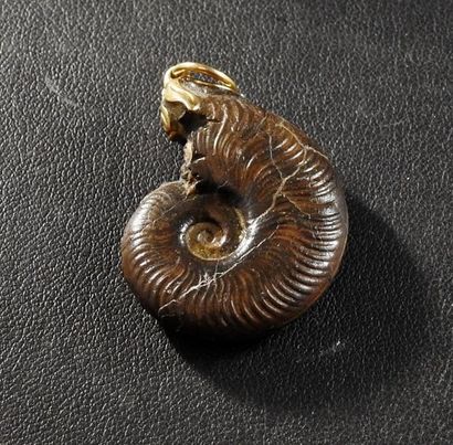 null Ammonite de très belle qualité montée en bijou.
H: env 3cm.