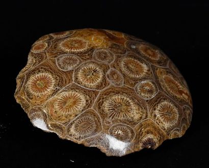 null Corail fossile poli. Sahara.
L: 7 cm.