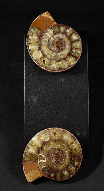 null Ammonite en deux fossilisée en surface résultat de la pseudomorphose partielle...