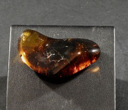 null Ambre ancien. Burmite.
Considéré comme le plus vieil ambre du monde datant d'environ...