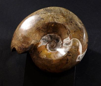 null Goniatite. Parent des ammonites. Env 380 millions d'années.
L: 9cm.