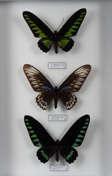 null Trogonoptera brookiana.
Couple. Malaisie. Trogonoptera trojana mâle. Philippines.
Cites....