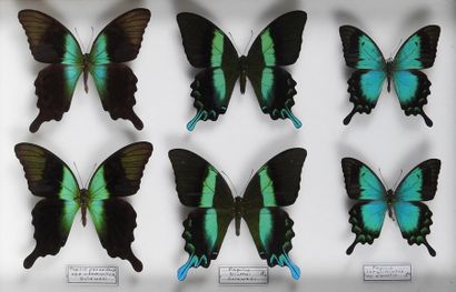 null Papilons d'Indonésie: Papilio blumei, Papilio adamanthius,Papilio
Lorquinianus....