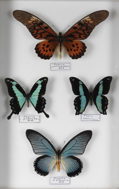 null Papilio zalmoxis,Papilio antimachus,Papilio phorcas, Papilio bromius.
