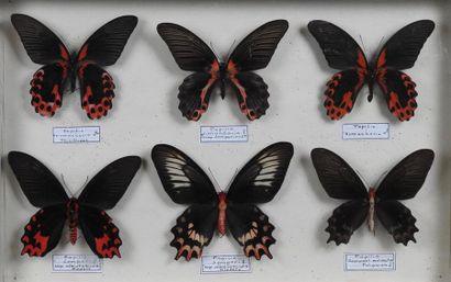 null Papilio rumanzovia mâles et femelles. Philippines.