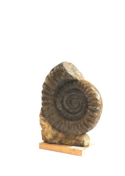 Grande ammonite Arietites sur roche.
Animal...