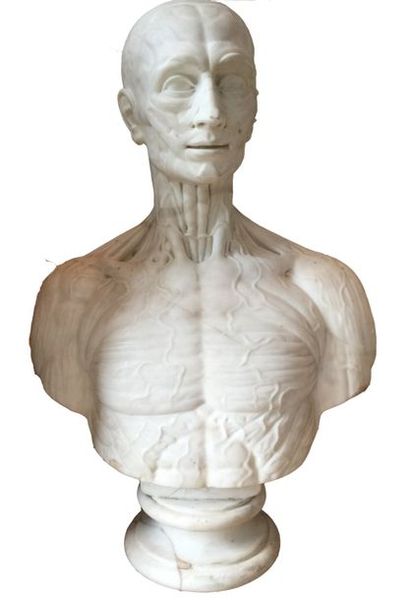 Carmine Genua (XIX° siècle) Buste d'écorché en marbre blanc de Carrare sur son piédouche...