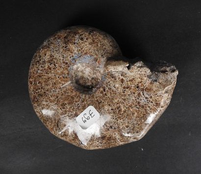 null Ammonite,fossile de l’Ere des dinosaures.Crétacé .Env 100millions d’années.

L...