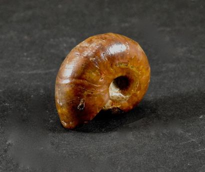 null Ammonite.Opalisation rouge.L: 3cm. Crétacé.Env 80 millions d'années.