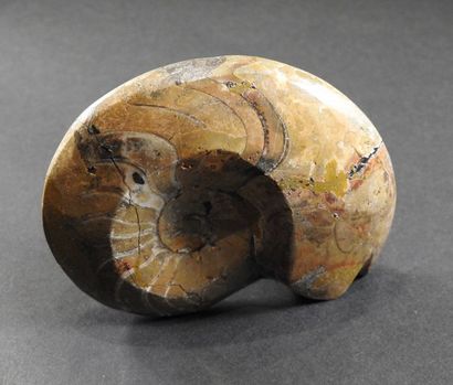 null Goniatite.Parent des ammonites.Env 380 millions d'années.L: 9cm.