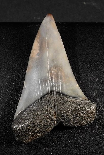null Dent de requin fossilisée

5 cm