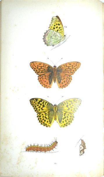 null Papillons MORRIS (Francis Orpen) rev. A History of British Butterflies. With...