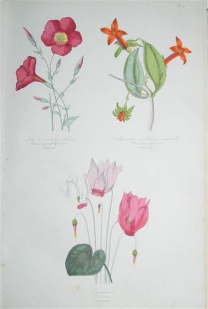 null LE MAOUT (Emmanuel) Botanique - Organographie et Taxonomie. Histoire Naturelle...
