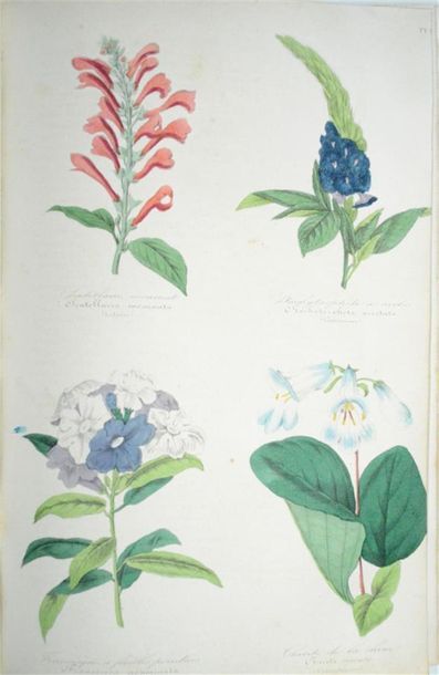 null LE MAOUT (Emmanuel) Botanique - Organographie et Taxonomie. Histoire Naturelle...