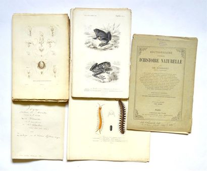 null Histoire Naturelle - Planches LAPLACE (Cyrille Pierre Theodore) Extrait de [Voyage...