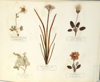 null BORDÈRE Flore des Pyrénées [Herbier Naturel]. 1885. Album in-4 oblong : carte...