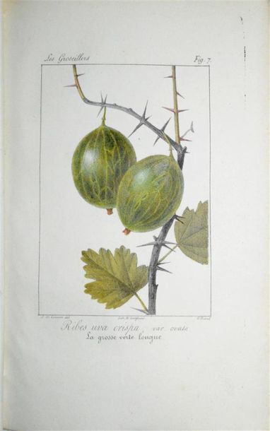 null THORY (Claude Antoine) Monographie, ou Histoire Naturelle du Genre Groseillier,...
