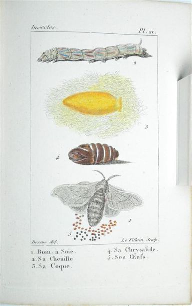 null INSECTES - [BOITARD (Pierre)] Atlas de Insectes composé de 110 planches, représentant...